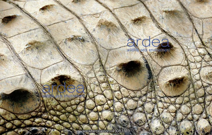 : American Crocodile skin : American Crocodile skin