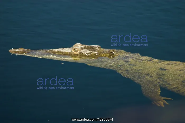 : American Crocodile. In water : American Crocodile. In water