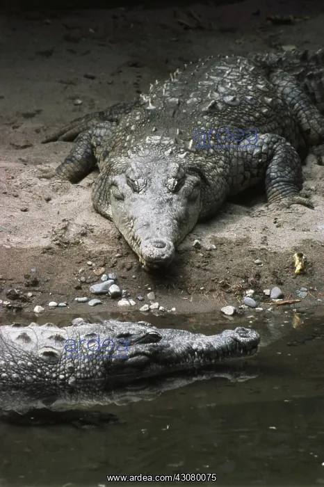 : American Crocodiles : American Crocodiles