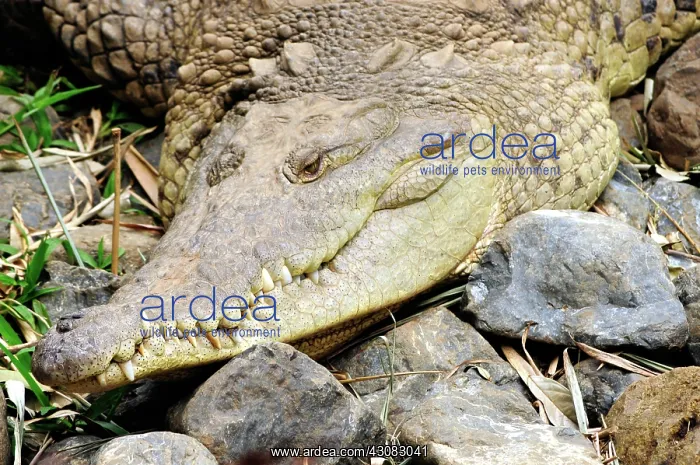 : American Crocodiles : American Crocodiles