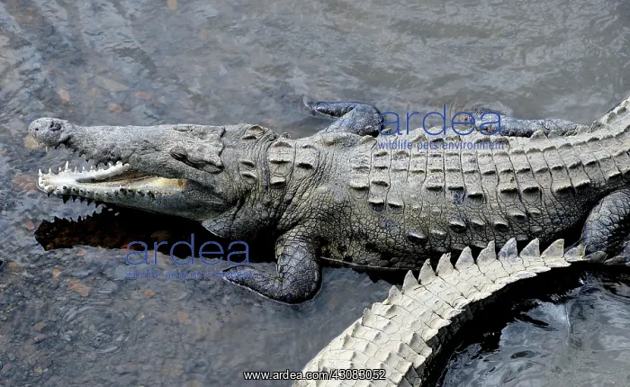 : American Crocodiles : American Crocodiles