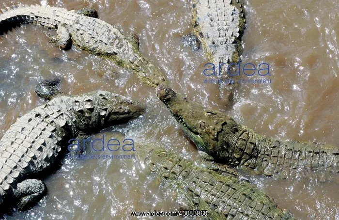 : American Crocodiles : American Crocodiles