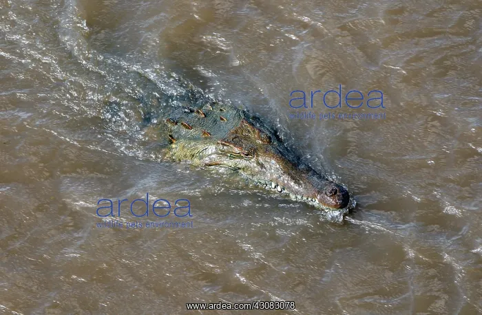 : American Crocodiles : American Crocodiles