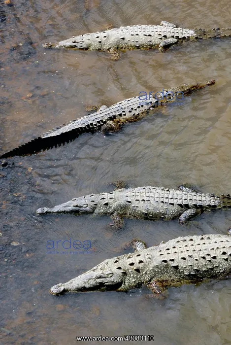 : American Crocodiles : American Crocodiles