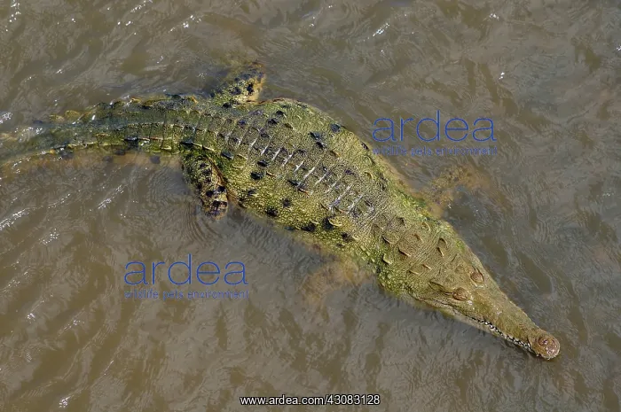 : American Crocodiles : American Crocodiles