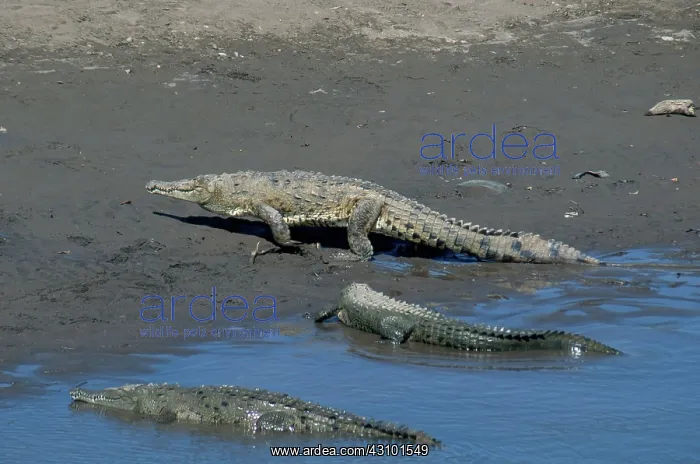 : American Crocodiles : American Crocodiles