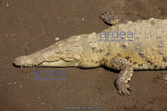: American Crocodiles basking on river bank : American Crocodiles basking on river bank