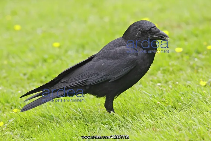 : American Crow : American Crow
