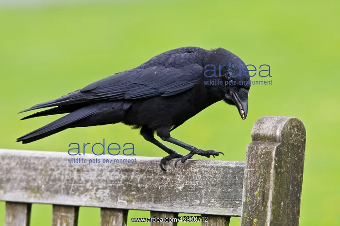 : American Crow : American Crow