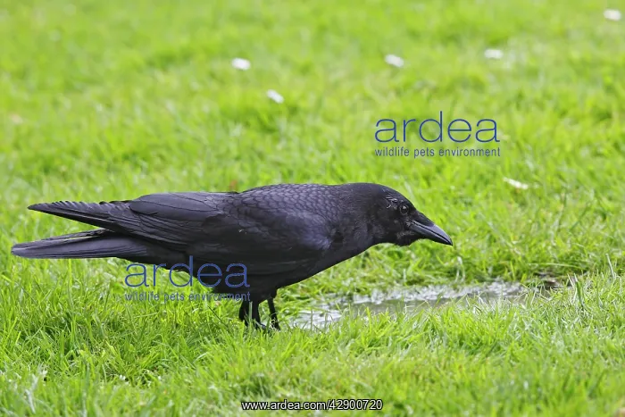 : American Crow : American Crow