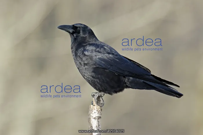  : American Crow