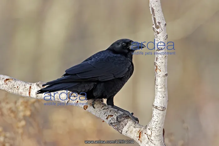  : American Crow