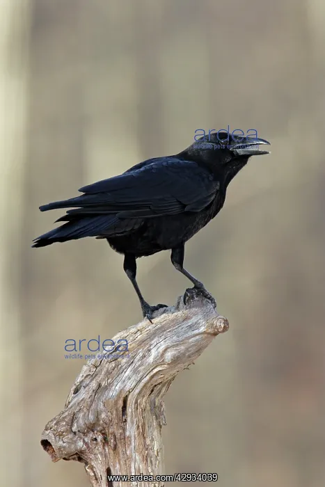  : American Crow