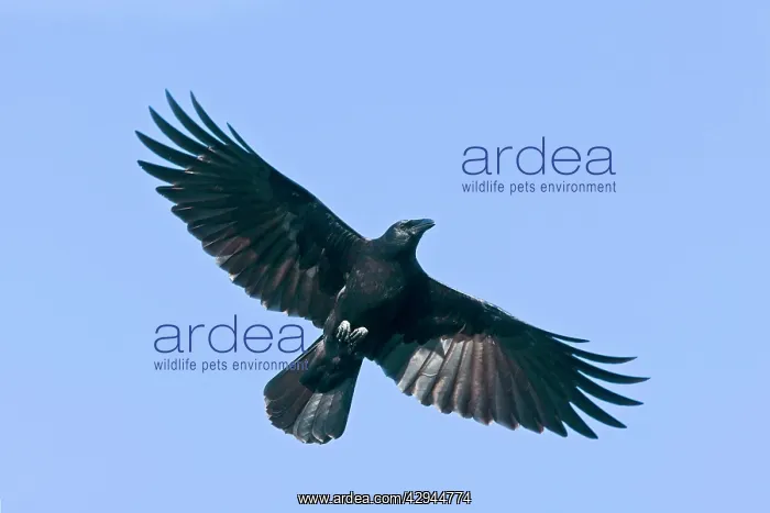 : American Crow : American Crow