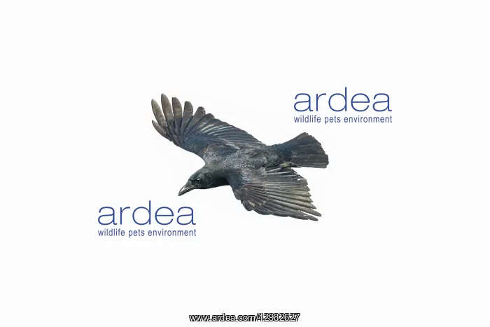 : American Crow : American Crow