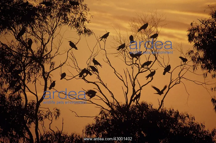 : American Crow : American Crow
