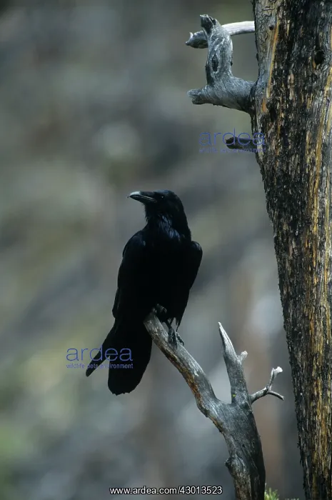 : American Crow : American Crow