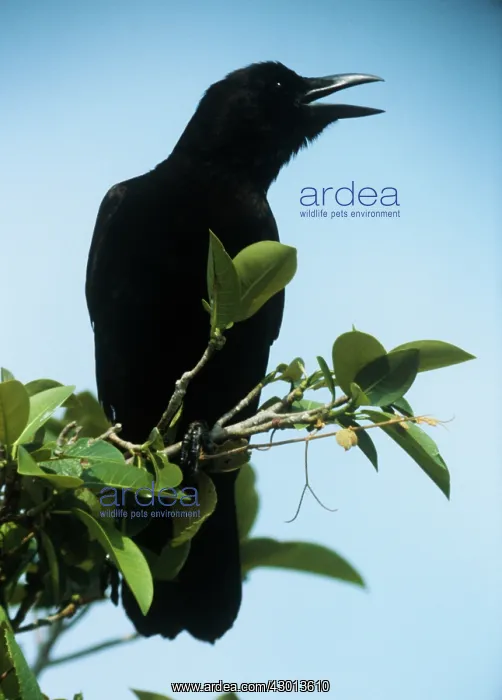 : American crow : American crow