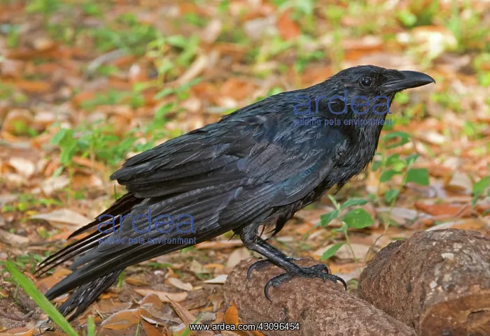 : American Crow : American Crow