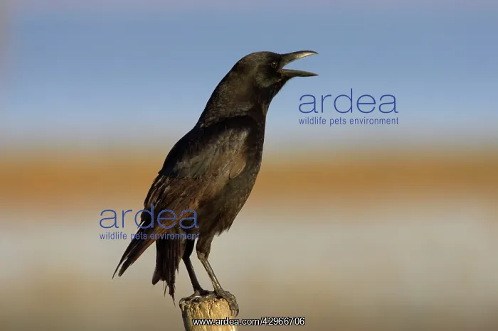 : American Crow - calling : American Crow - calling
