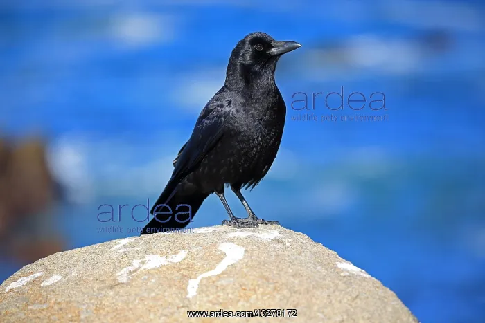 : American Crow (Corvus brachyrhynchos), adult, stands : American Crow (Corvus brachyrhynchos), adult, stands