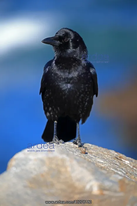 : American Crow (Corvus brachyrhynchos), adult, stands : American Crow (Corvus brachyrhynchos), adult, stands