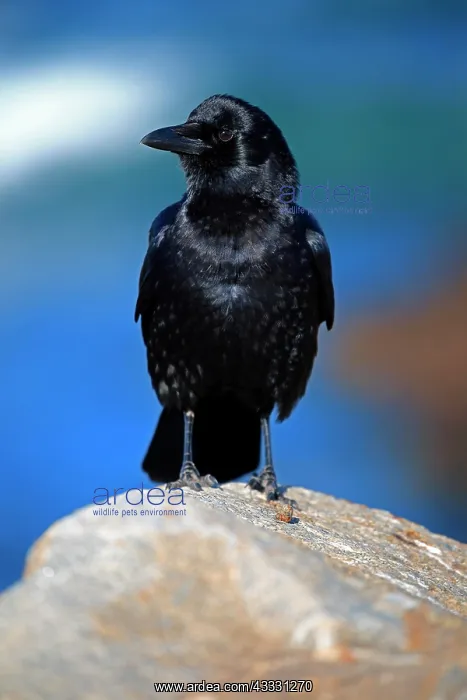 : American Crow (Corvus brachyrhynchos), adult on : American Crow (Corvus brachyrhynchos), adult on