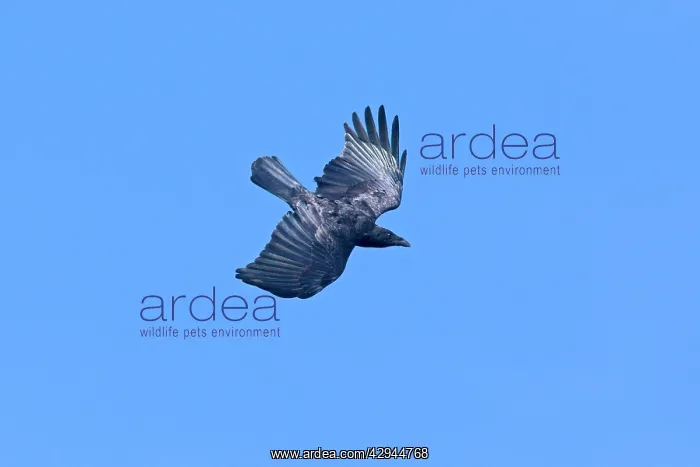 : American Crow, Corvus brachyrhynchos in flight : American Crow, Corvus brachyrhynchos in flight