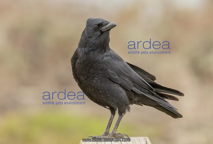 : American crow, Corvus brachyrhynchos, perched on : American crow, Corvus brachyrhynchos, perched on
