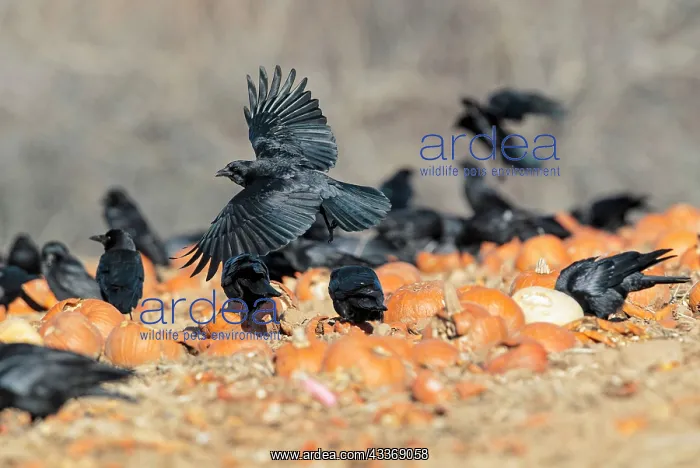 : American Crow - feeding on pumpkins left over in : American Crow - feeding on pumpkins left over in