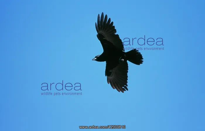 : American CROW - in flight : American CROW - in flight