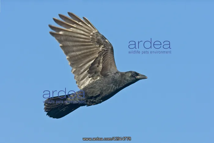 : American Crow in flight : American Crow in flight