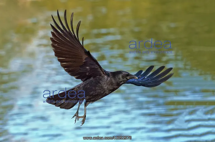 : American Crow flying over water : American Crow flying over water