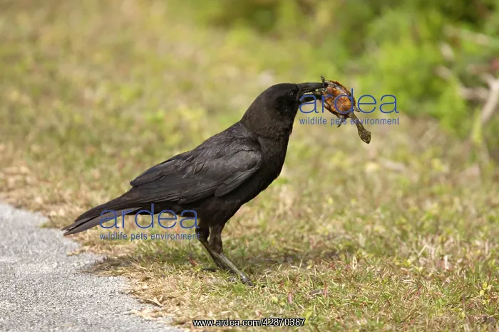 : American crow, killing and eating young Florida : American crow, killing and eating young Florida
