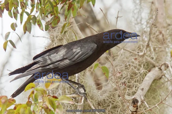 : American Crow perched in tree with Spanish Moss Florida, USA : American Crow perched in tree with Spanish Moss Florida, USA