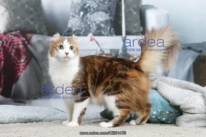 : American Curl cat indoors : American Curl cat indoors