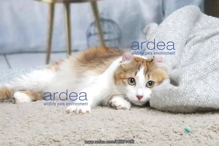 : American Curl cat indoors : American Curl cat indoors