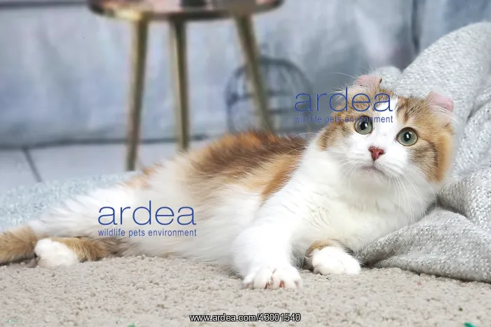 : American Curl cat indoors : American Curl cat indoors
