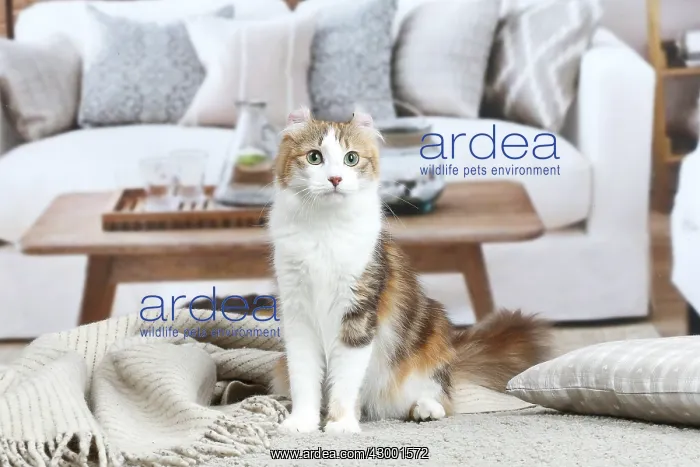 : American Curl cat indoors : American Curl cat indoors