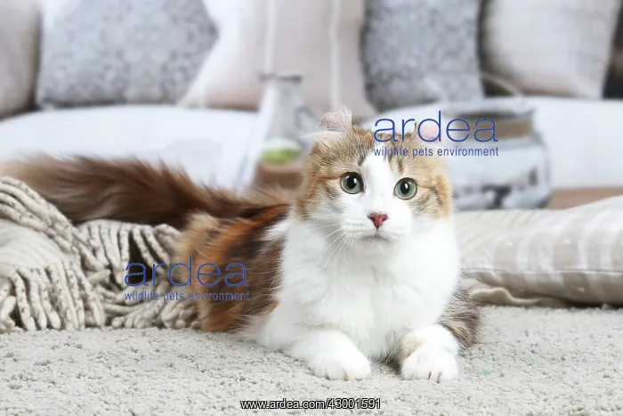 : American Curl cat indoors : American Curl cat indoors