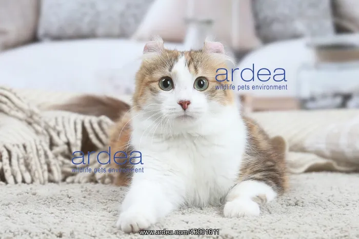 : American Curl cat indoors : American Curl cat indoors