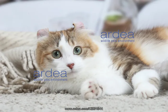 : American Curl cat indoors : American Curl cat indoors