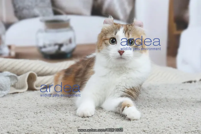 : American Curl cat indoors : American Curl cat indoors