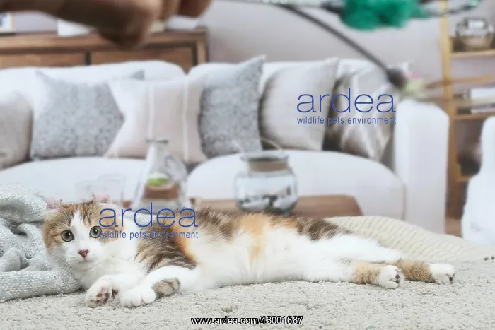 : American Curl cat indoors : American Curl cat indoors