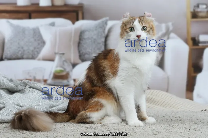 : American Curl cat indoors : American Curl cat indoors