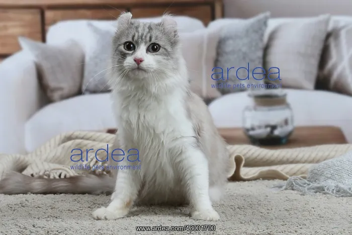: American Curl cat indoors : American Curl cat indoors