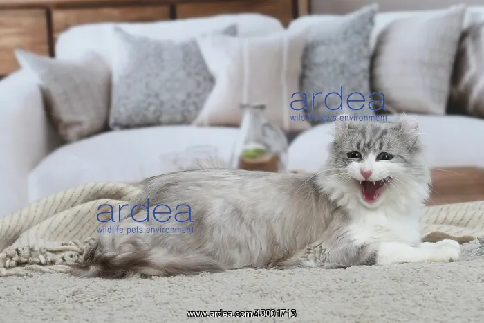 : American Curl cat indoors : American Curl cat indoors