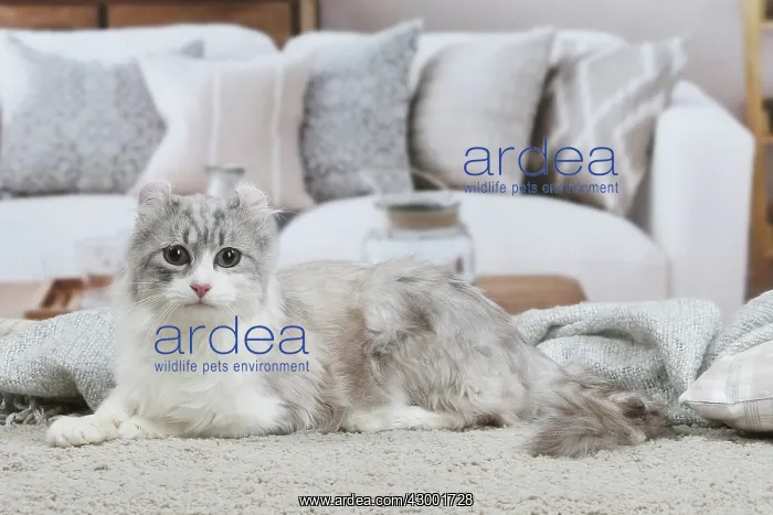 : American Curl cat indoors : American Curl cat indoors