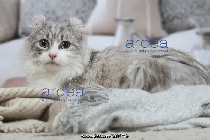 : American Curl cat indoors : American Curl cat indoors