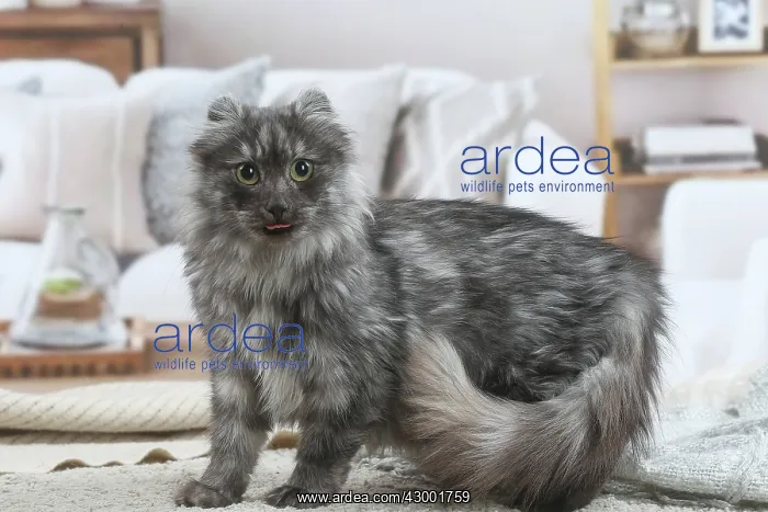 : American Curl cat indoors : American Curl cat indoors